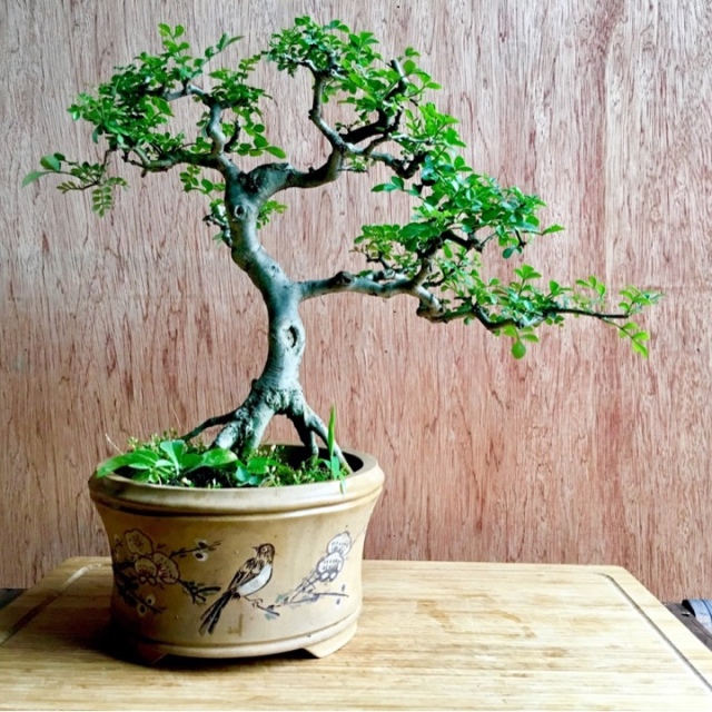 对节白蜡盆景.此对节白腊为国家二级保护植物